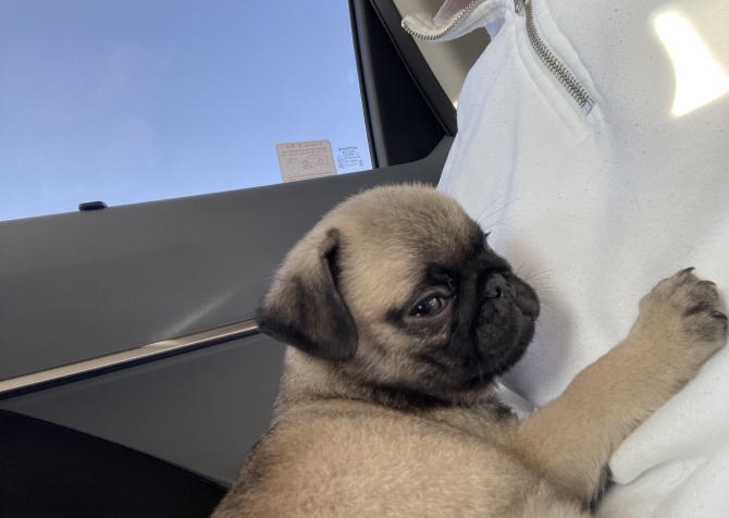 Pug 2 aylık orijinal